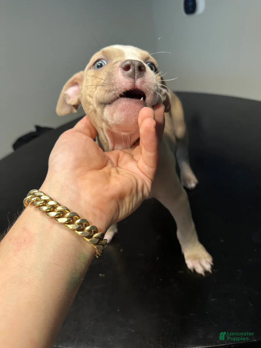 American Staffordshire Terrier dogs for sale: American Staffordshire Terrier Puppy 2 - Ad 2
