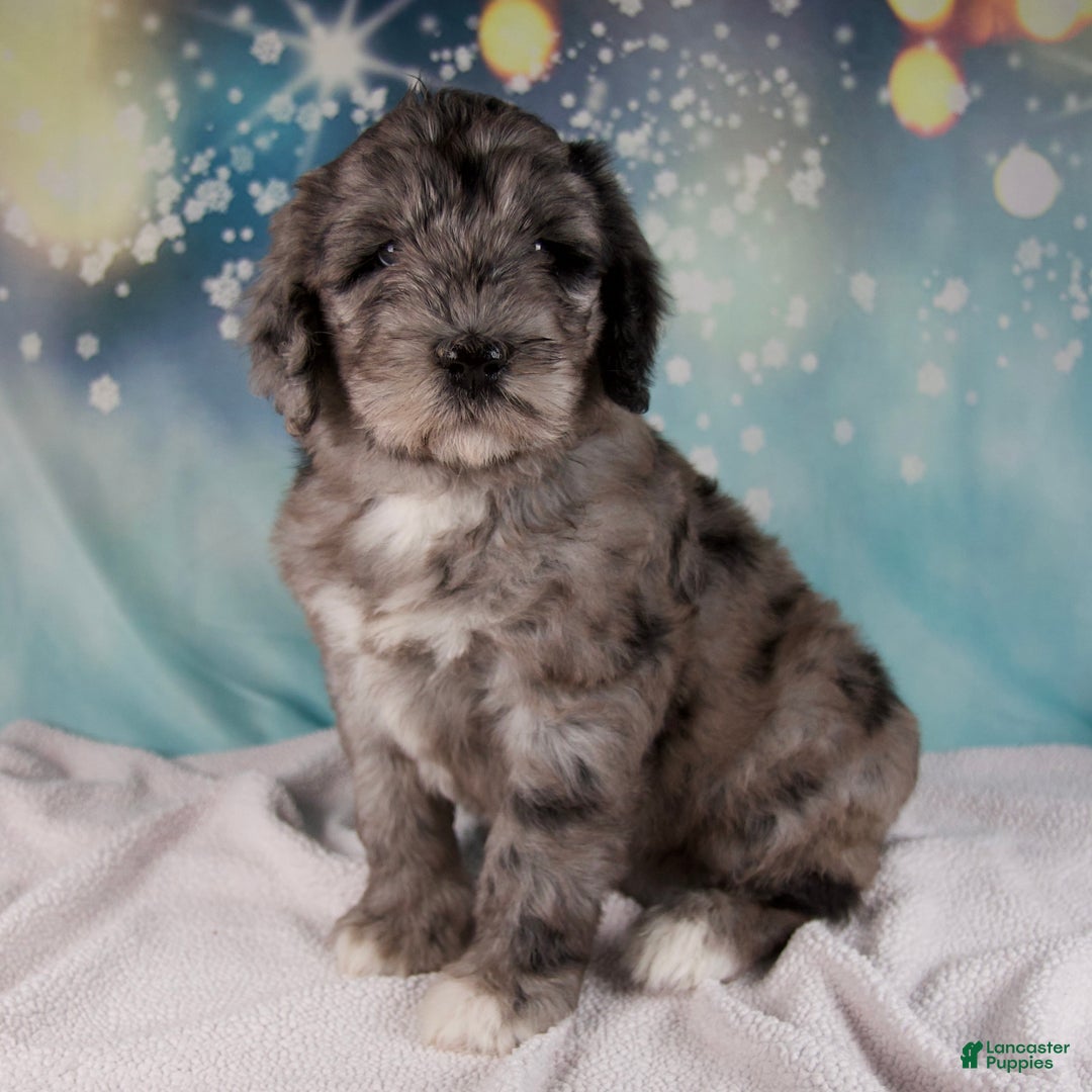 Mixed Breed dogs for sale: Bethany - Ad 4