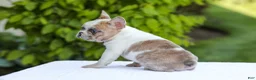 French Bulldog dogs for sale: Copper - Ad 13