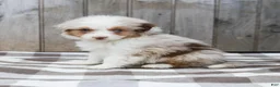 Australian Shepherd dogs for sale: Rocky - Ad 3