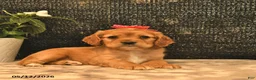 Cockalier dogs for sale: Violet  - Ad 4