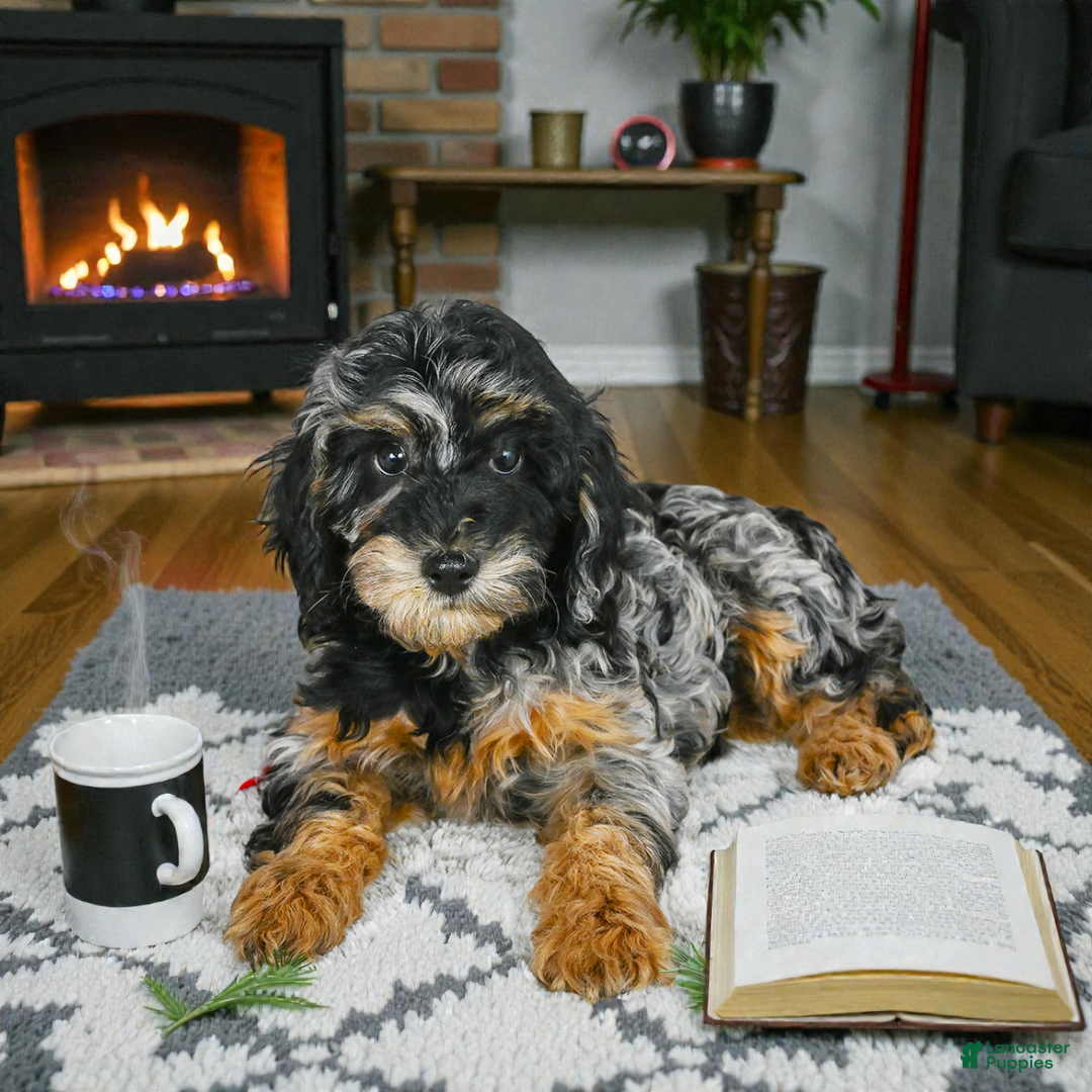 Cockapoo dogs for sale: angel - Ad 7