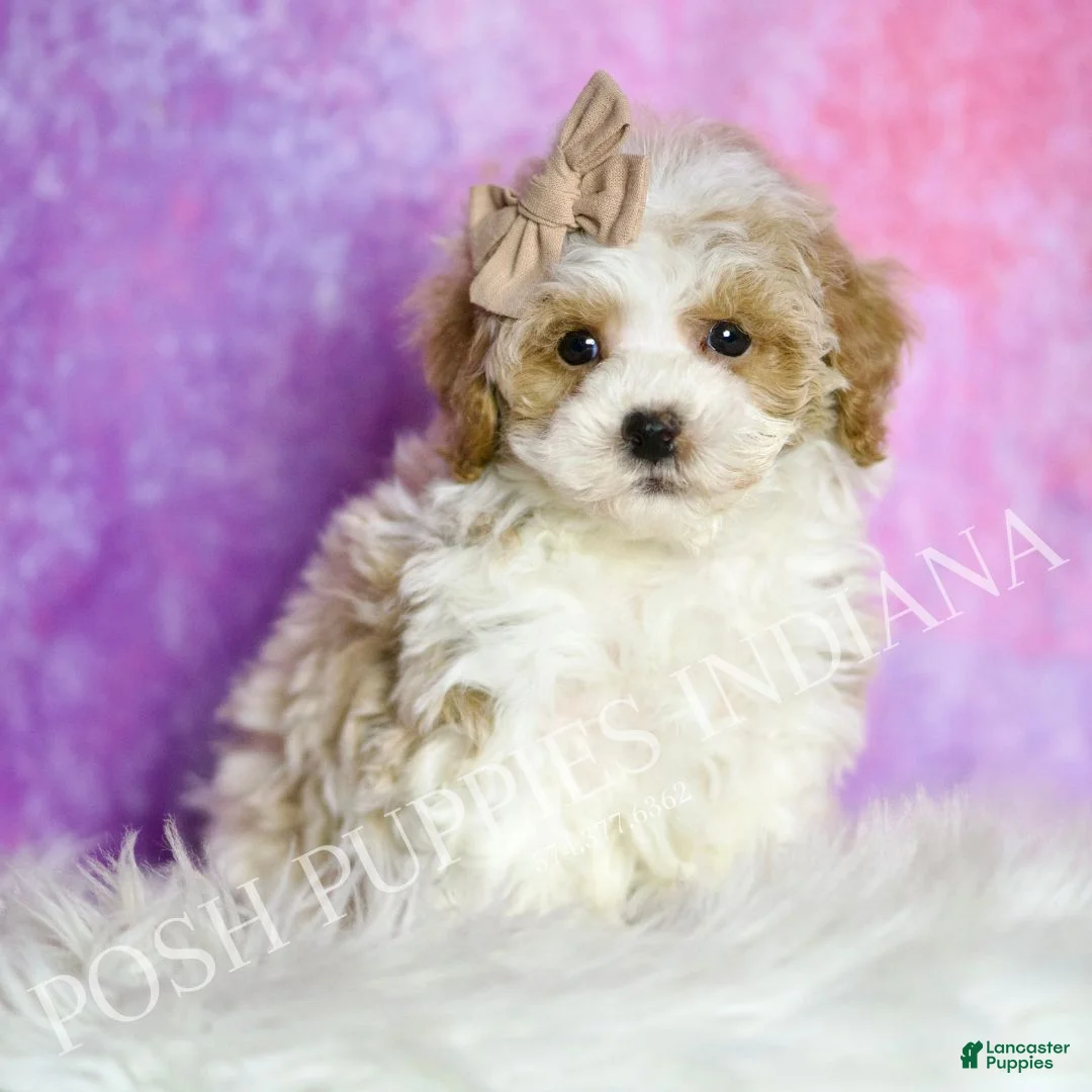 Maltipoo dogs for sale: Snickerdoodle - Ad 1