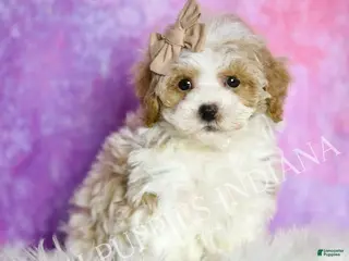 Maltipoo dogs Snickerdoodle - Ad 41