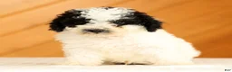 Toy Poodle dogs for sale: Doodle - Ad 5