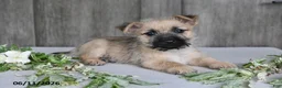 Cairn Terrier dogs for sale: Archie - Ad 5