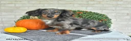 Miniature Dachshund dogs for sale: Chief - Ad 4