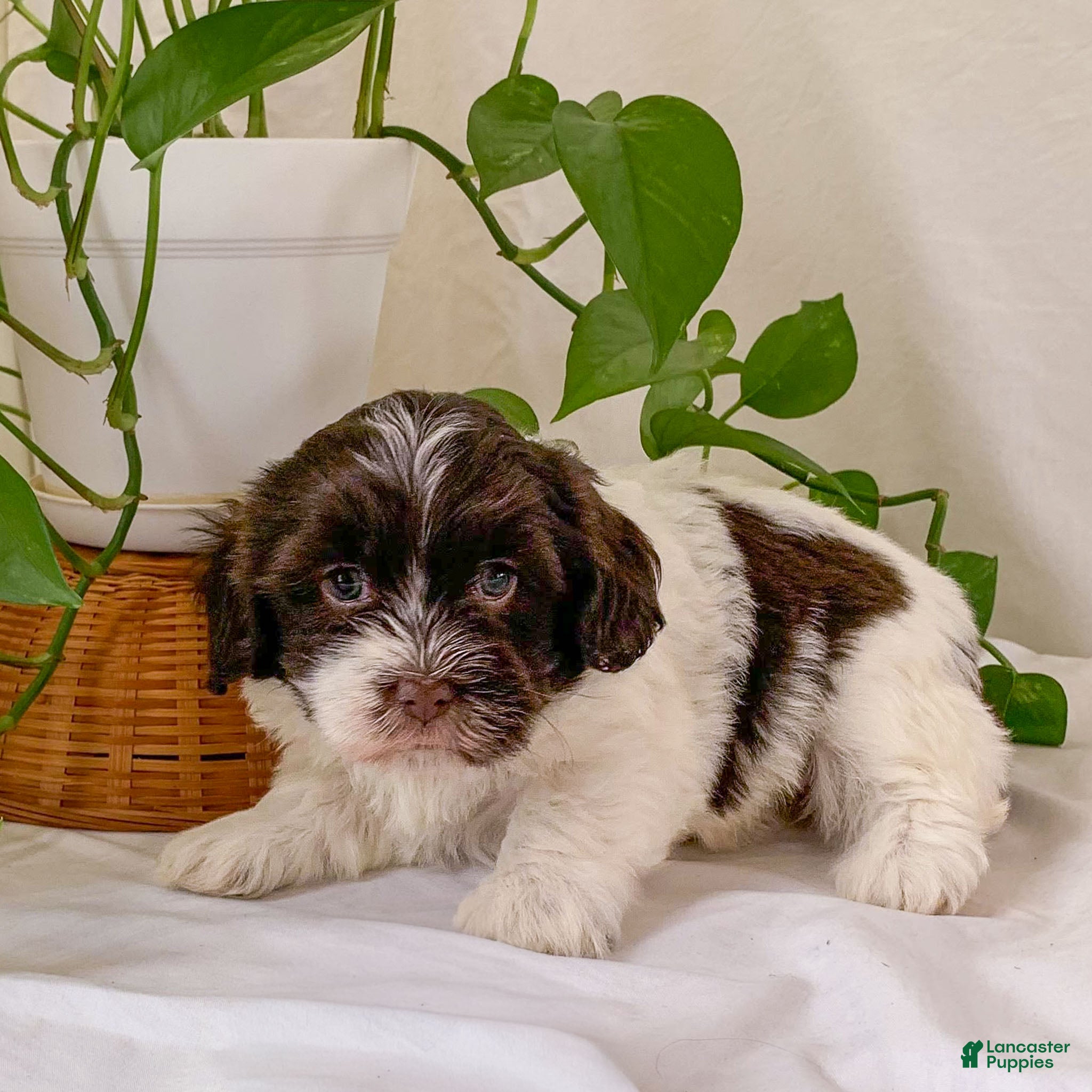 Havanese dogs Baily Havanese Puppy  - Ad 1