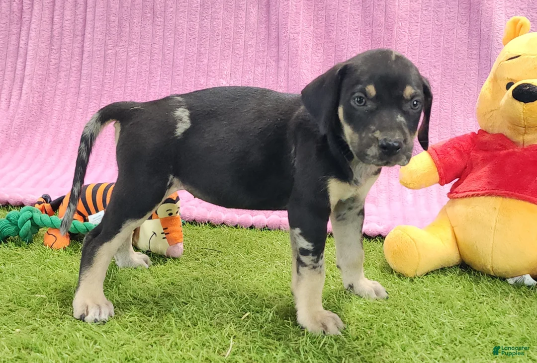 Catahoula Leopard Dog dogs for sale: Tess 2025 Female 4 - Ad 2