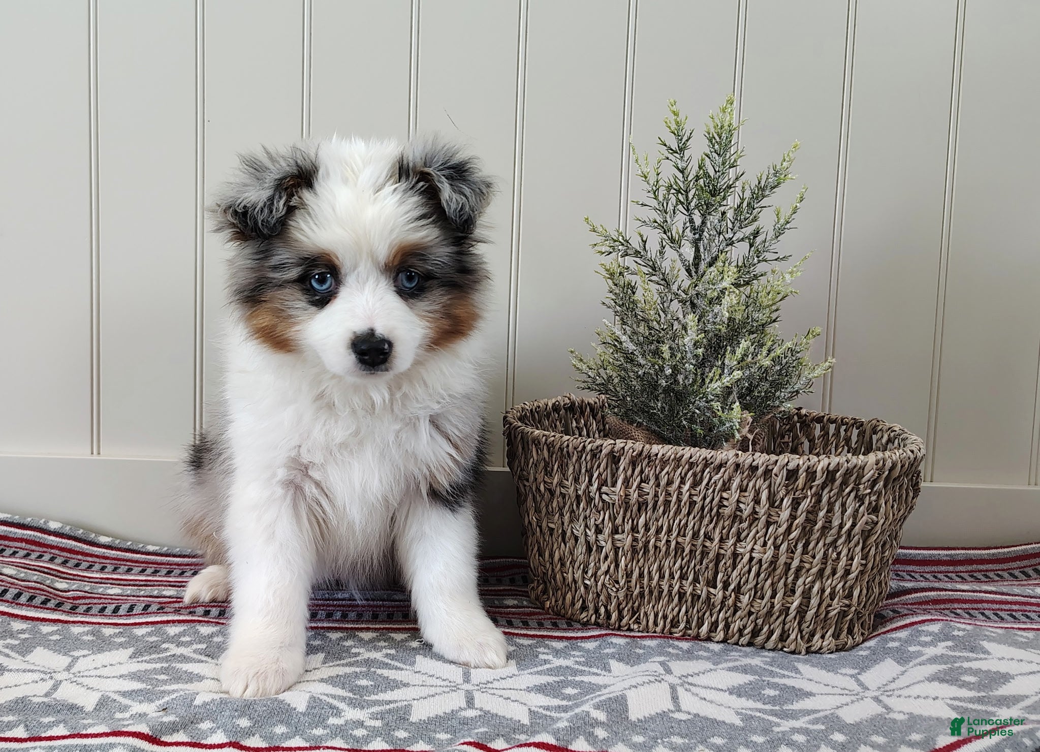 Miniature Australian Shepherd dogs Cheryl  - Ad 6