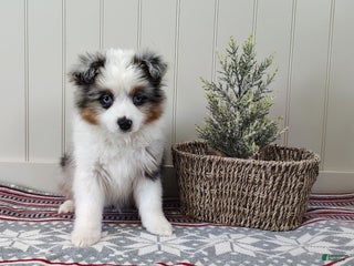 Miniature Australian Shepherd dogs Cheryl - Ad 6