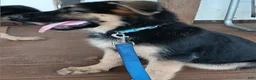 German Shepherd dogs for sale: Olive  - Ad 2