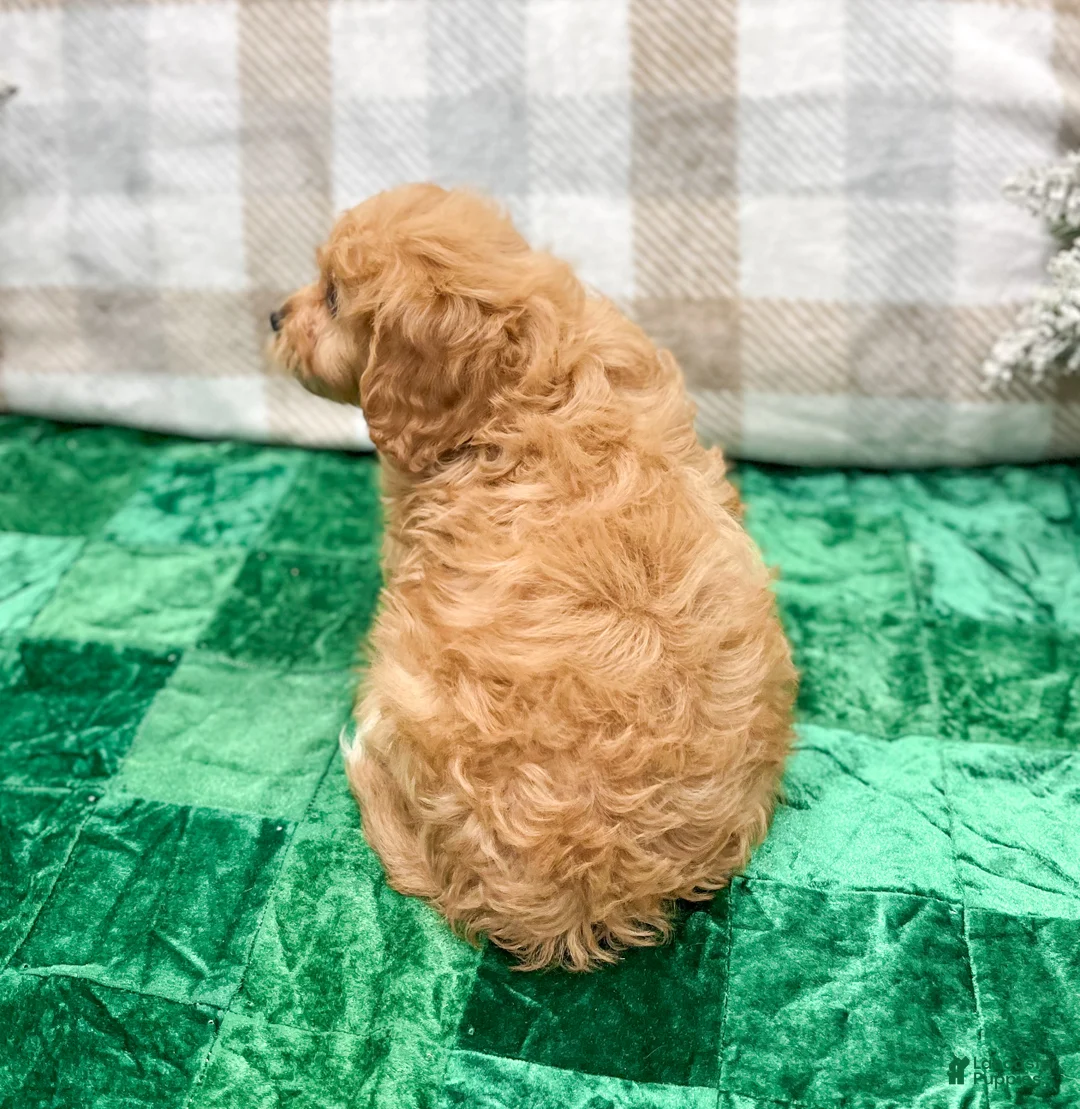 Cavapoo dogs for sale: Ben - Ad 4