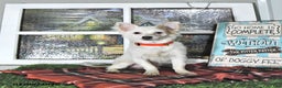 Chihuahua dogs for sale: Beau - Ad 7