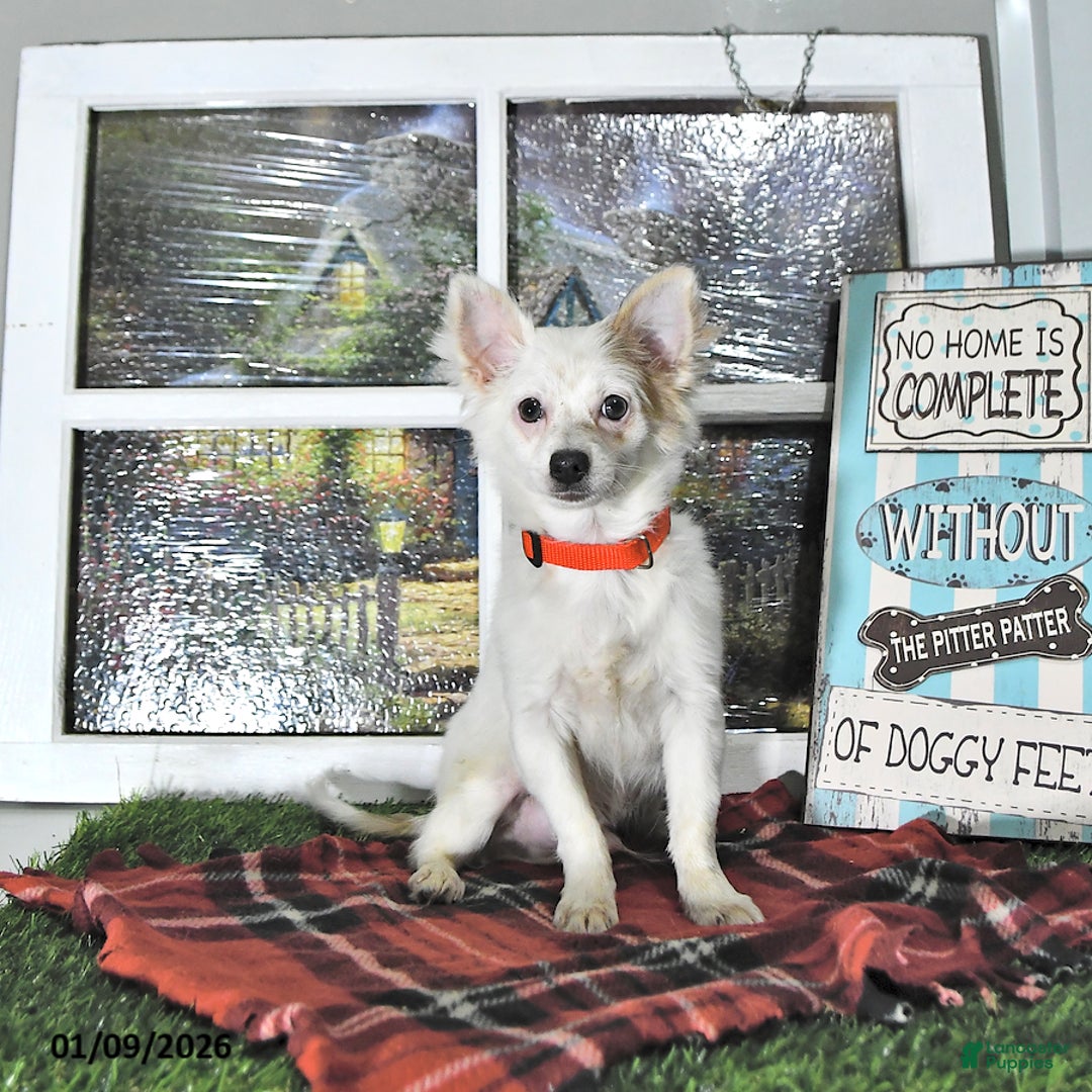 Chihuahua dogs for sale: Beau - Ad 7