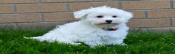 Maltese dogs for sale:  Jaden - Ad 7