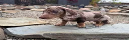 Miniature Dachshund dogs for sale: Miniature Dachshund Puppy 2 - Ad 4
