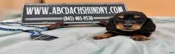 Miniature Dachshund dogs for sale: Ch bred AKC Russian  - Ad 7