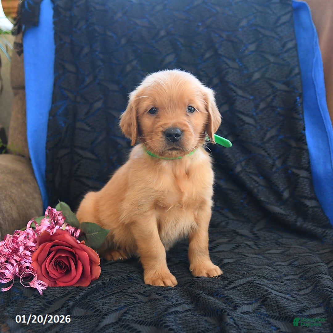 Golden Retriever dogs for sale: Jason - Ad 1