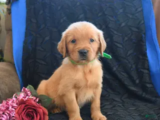 Golden Retriever dogs Jason - Ad 21