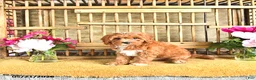 Cavapoo dogs for sale: Oscar - Ad 4