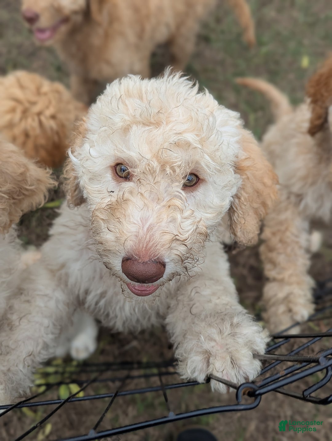 Goldendoodle dogs for sale: Daisy - Ad 5