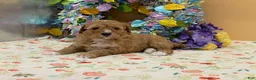 Mini Goldendoodle dogs for sale: Sandy Mini Goldendoodle Puppy  - Ad 6
