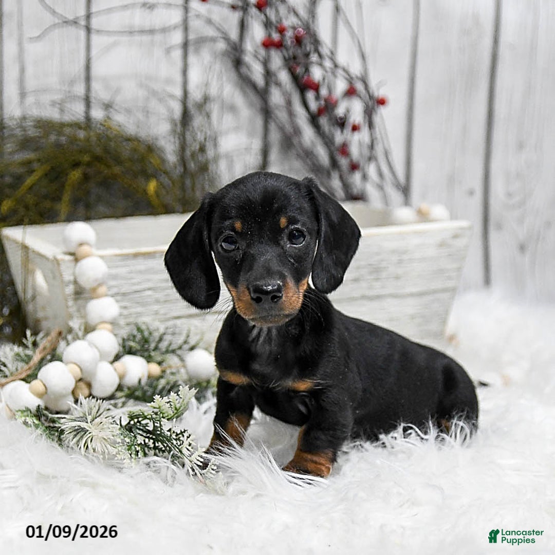 Miniature Dachshund dogs for sale: Abby - Ad 3