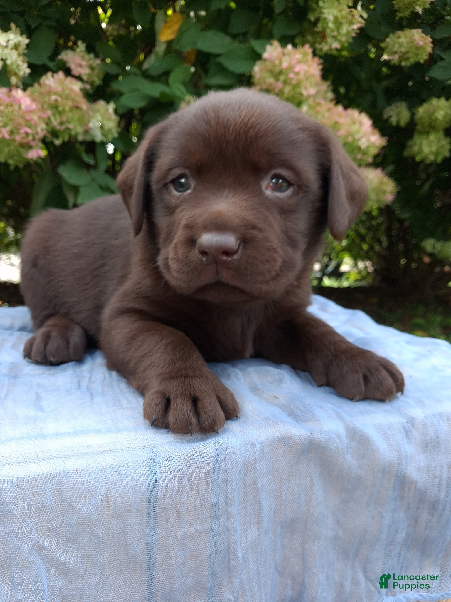 Labrador Retriever dogs Nash - Ad 1