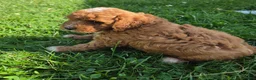 Cavapoo dogs for sale: Ruby - Ad 5