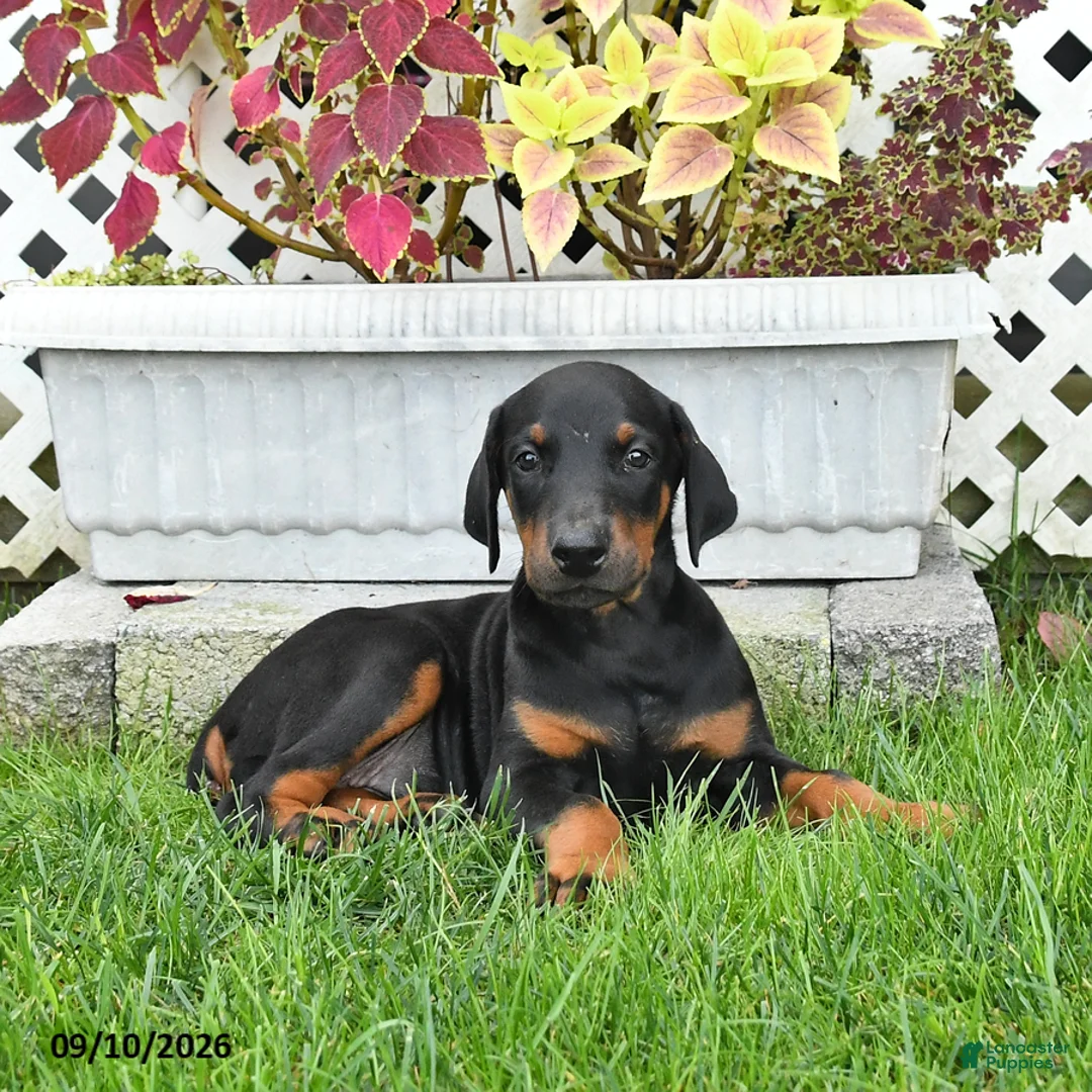 Doberman Pinscher dogs for sale: Piper - Ad 3