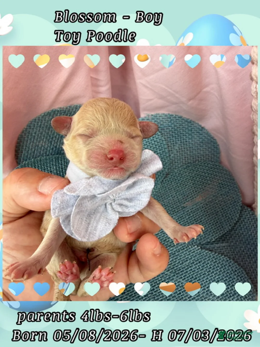 Toy Poodle dogs for sale: Blossom  - Ad 2