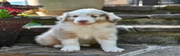 Australian Shepherd dogs for sale: Laker - Ad 4