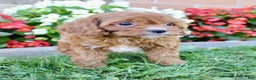 Cavapoo dogs for sale: Parker - Ad 12