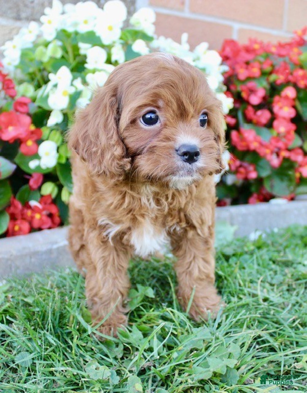 Cavapoo dogs for sale: Parker - Ad 12