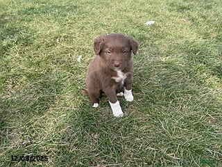 Border Collie dogs Lia - Ad 16