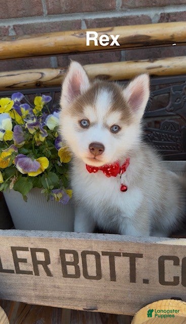 Pomsky dogs for sale: Rex - Ad 4