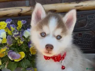 Pomsky dogs for sale: Rex - Ad 4