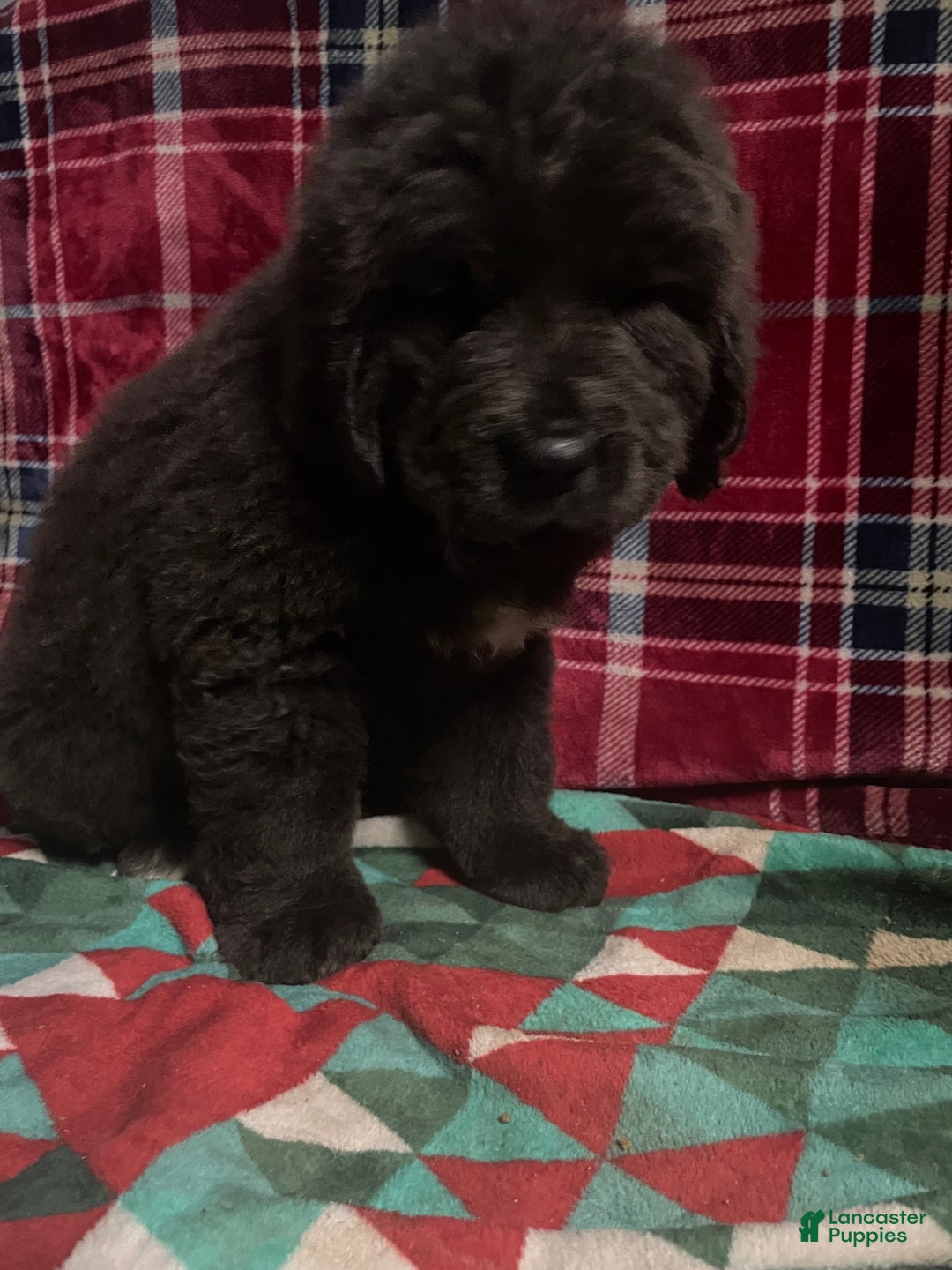Newfoundland dogs for sale: Newfoundland Puppy 4 - Ad 4