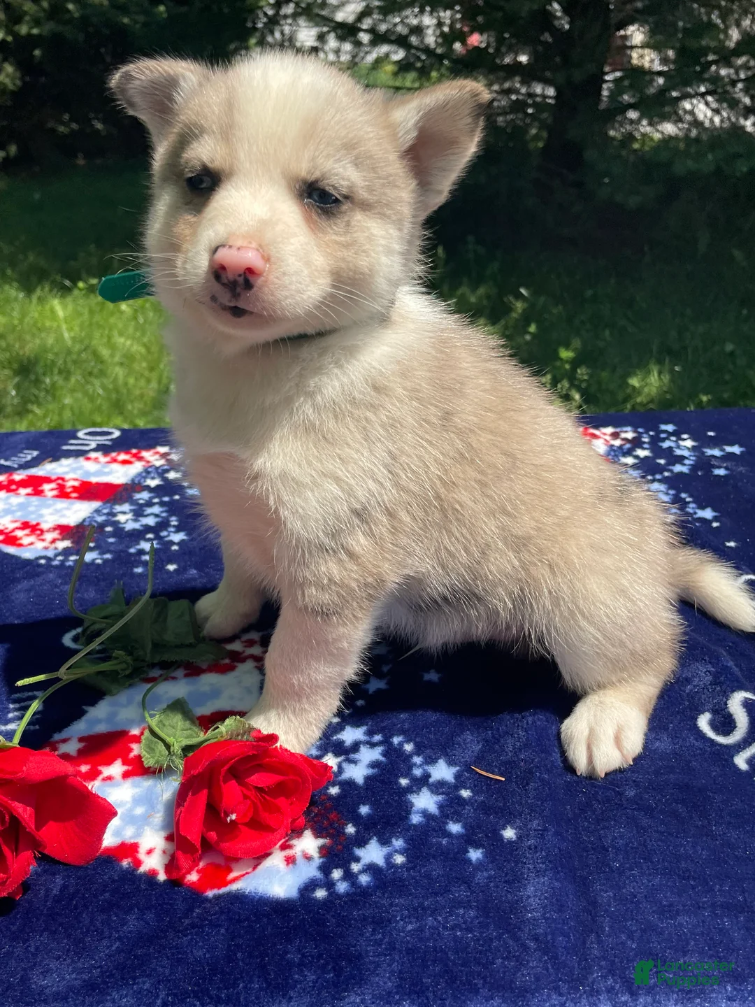 Pomsky dogs for sale: Mack - Ad 1