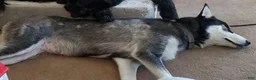 Mixed Breed dogs for sale: Einstein - Ad 6
