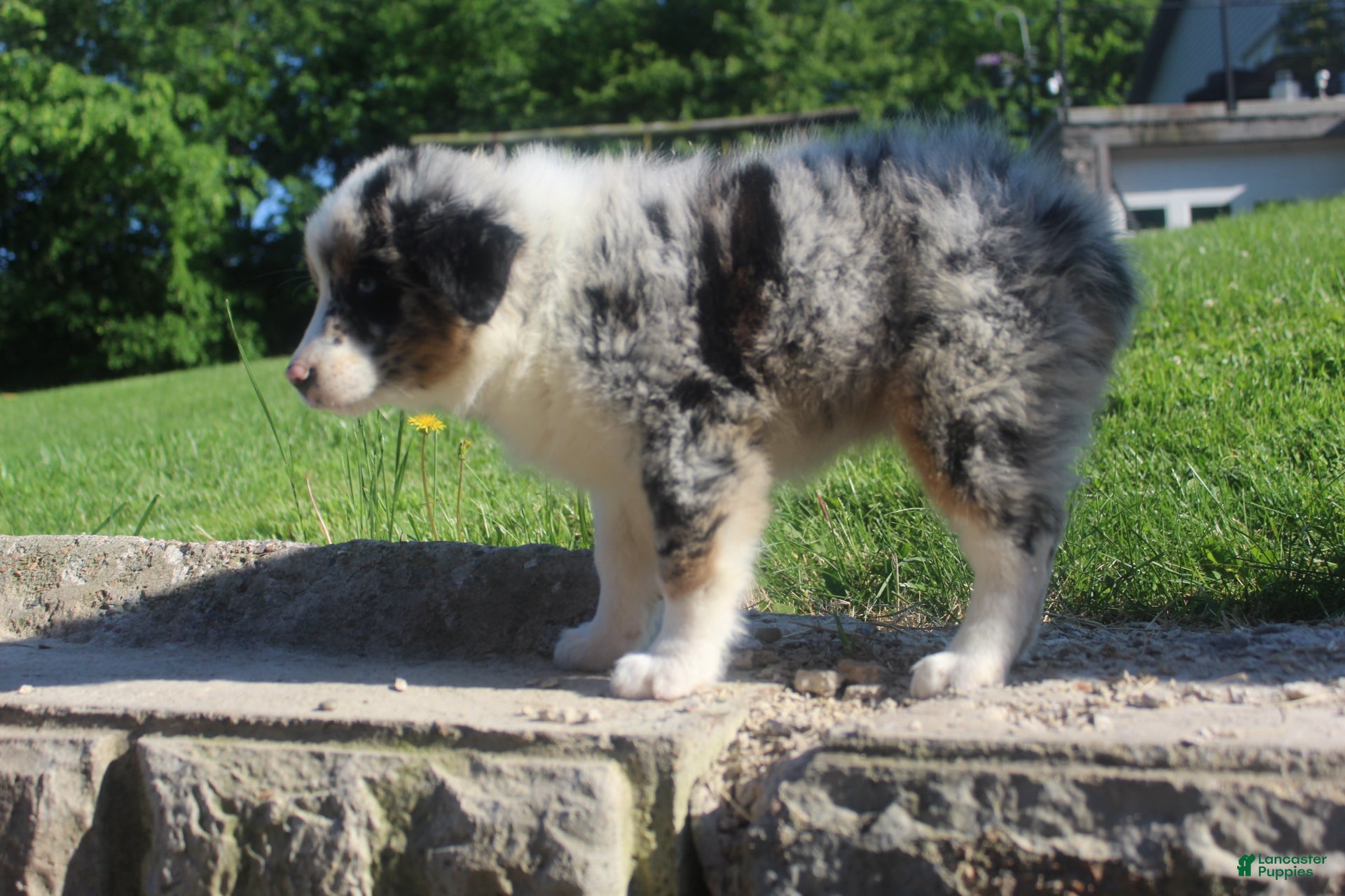 Australian Shepherd dogs Australian Shepherd Puppy 4 - Ad 2