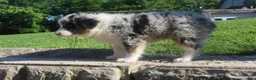 Australian Shepherd dogs for sale: Australian Shepherd Puppy 4 - Ad 2