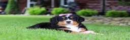 Bernese Mountain Dog dogs for sale: Suzie - Ad 13