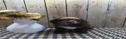 Cocker Spaniel dogs for sale: Master - Ad 3