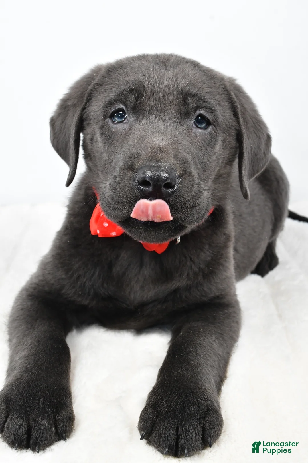Labrador Retriever dogs for sale: Ritz - Ad 4