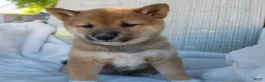 Lola