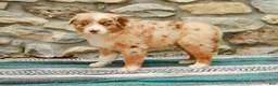 Australian Shepherd dogs for sale: Fern - Ad 8