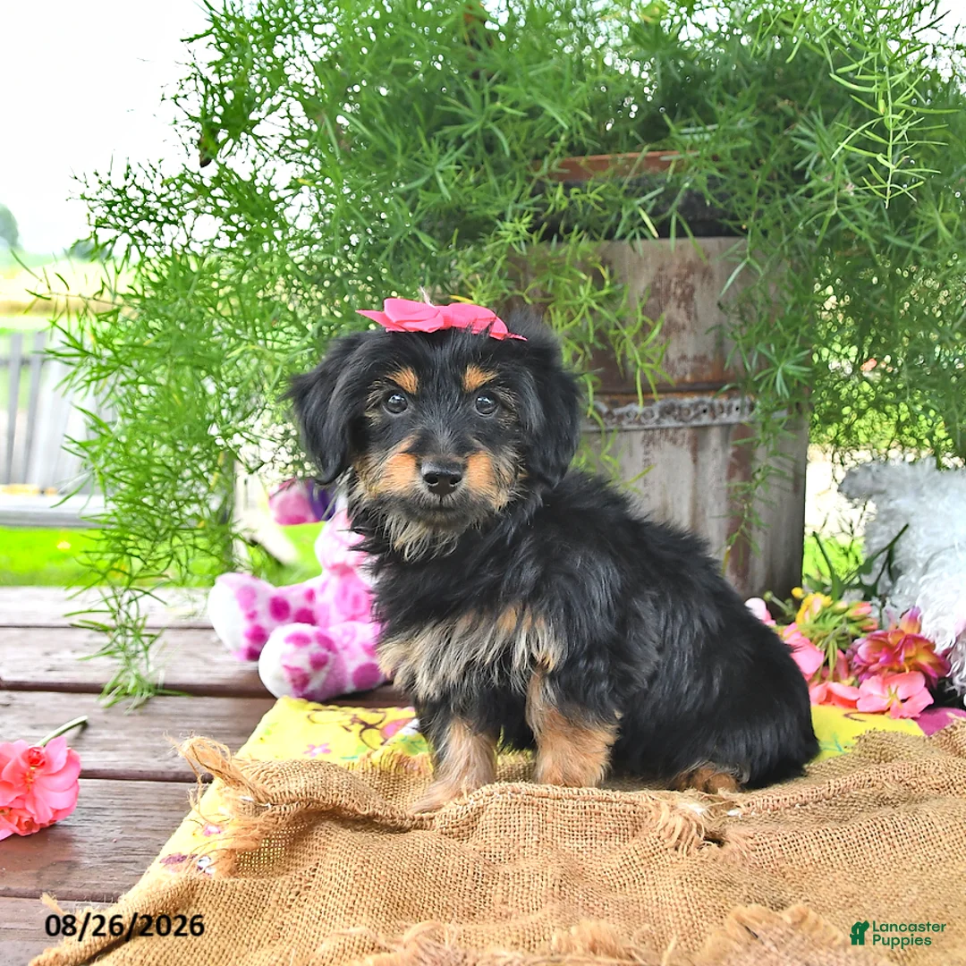 Yorkshire Terrier dogs for sale: Tabitha - Ad 1