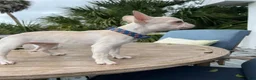 French Bulldog dogs for sale: Nachito - Ad 3